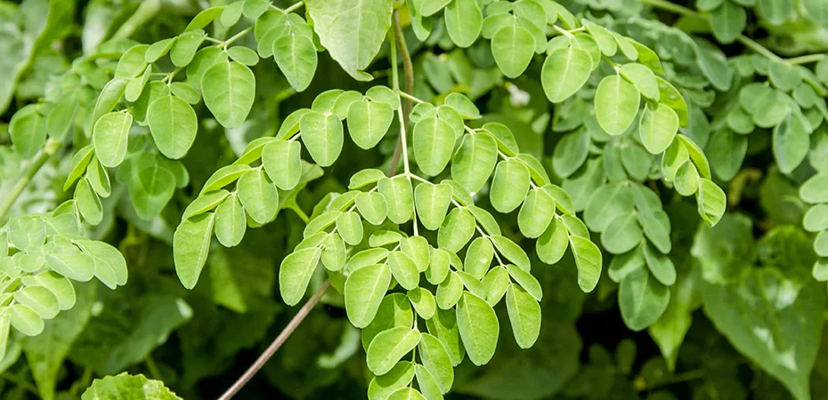 moringa farming