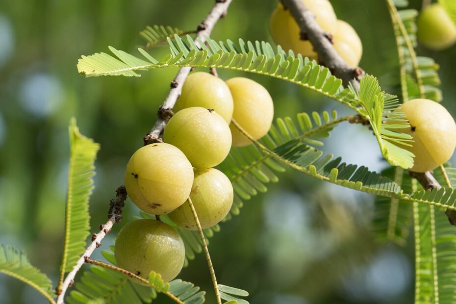 amla fruit