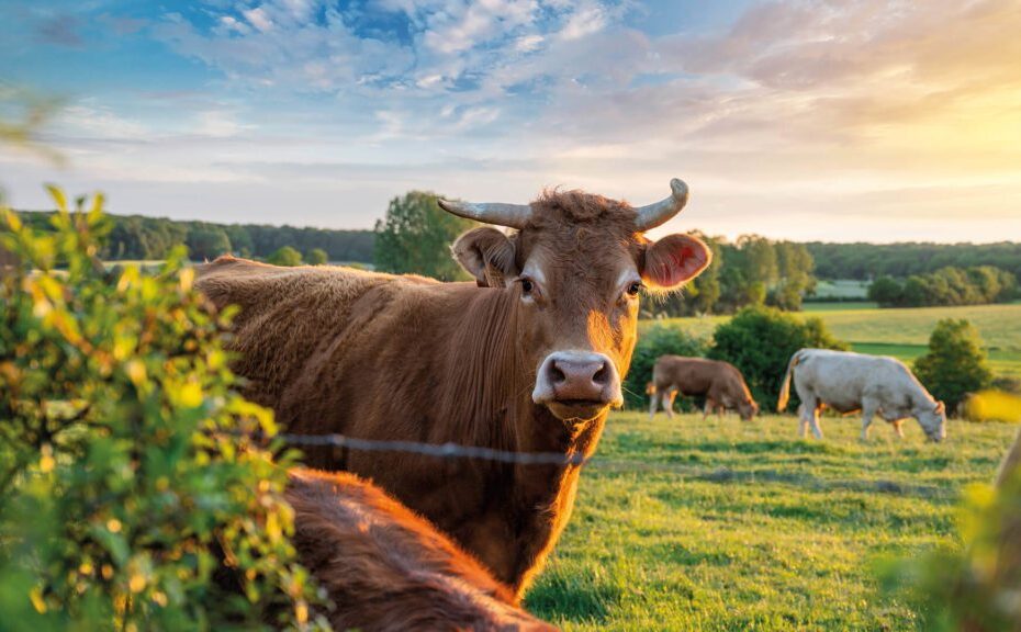 moringa animal feed